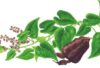 Dược sĩ chia sẻ công dụng của dược liệu Hà thủ ô trong Y học cổ truyền