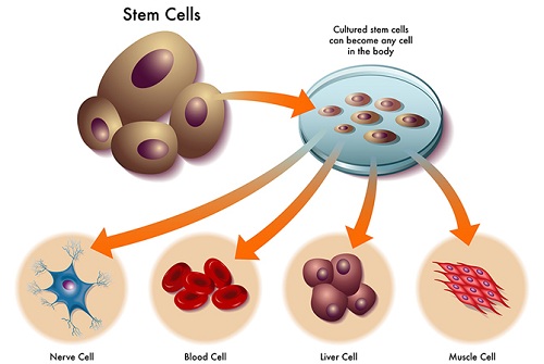 Các tế bào gốc có thể được nuôi cấy thành các tế bào khác
