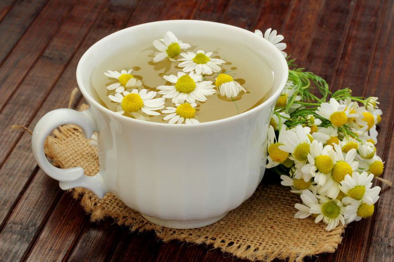 Trà hoa cúc là loại trà thảo dược có lợi cho cơ thể